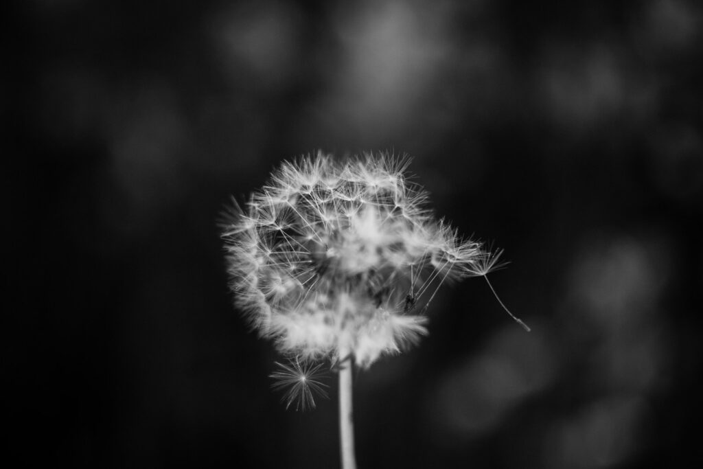 dandelion grayscale photo