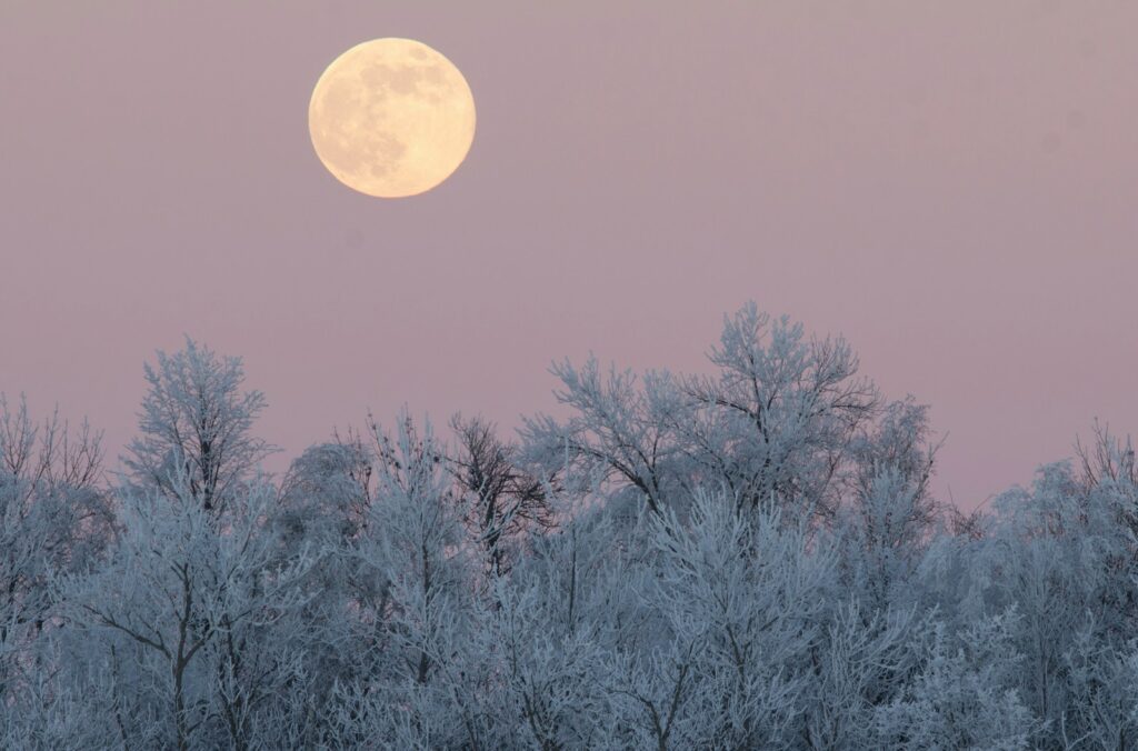 a full moon rises over a snowy forest