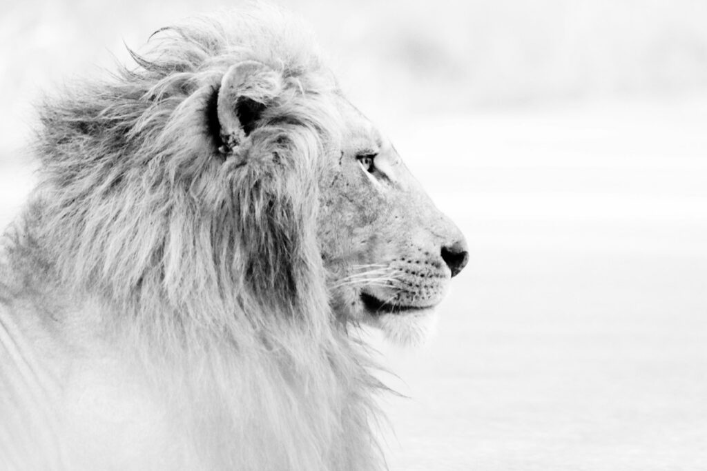 grayscale photo of lion